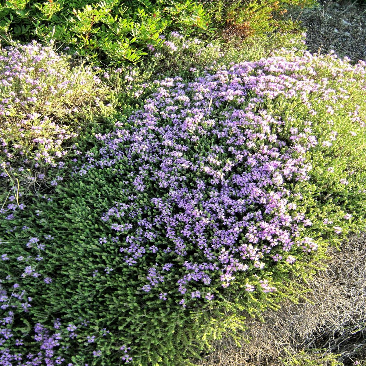 20 MEDITERRANEAN THYME Spiked Thymbra Spicata Pink Savory Herb Zaatar Perennial Herb Flower Seeds
