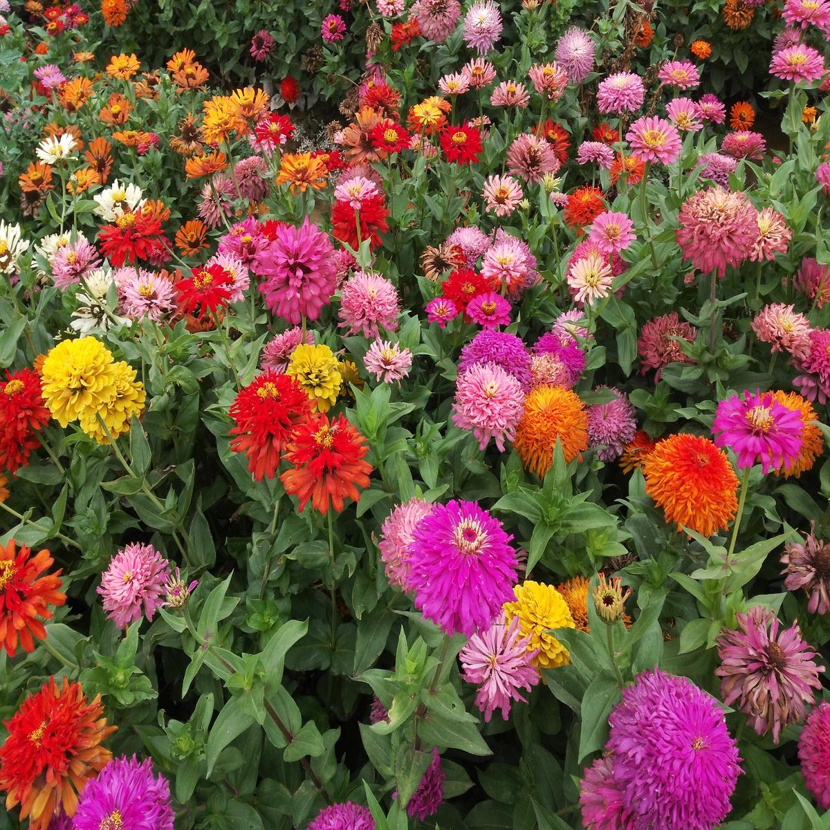Zinnia Giant Cactus Flowered Mix - Annual - Zinnia Elegans - Beautiful Flowers - 25 Seeds