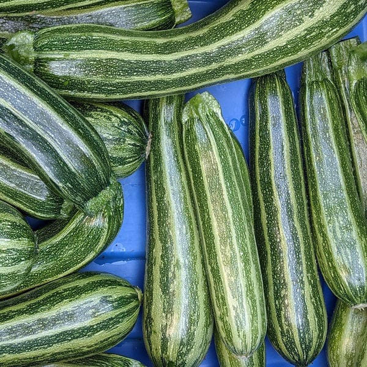 Zucchini Cocozelle - Saanich Organics