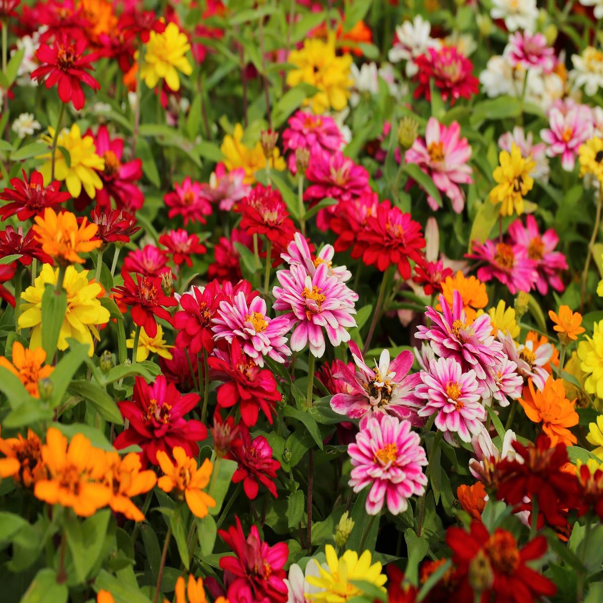 250 Mixed Colors Common GARDEN ZINNIA Elegans Flower Seeds