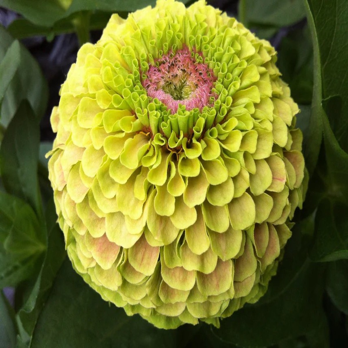 Zinnias - Queeny Lime With Blotch