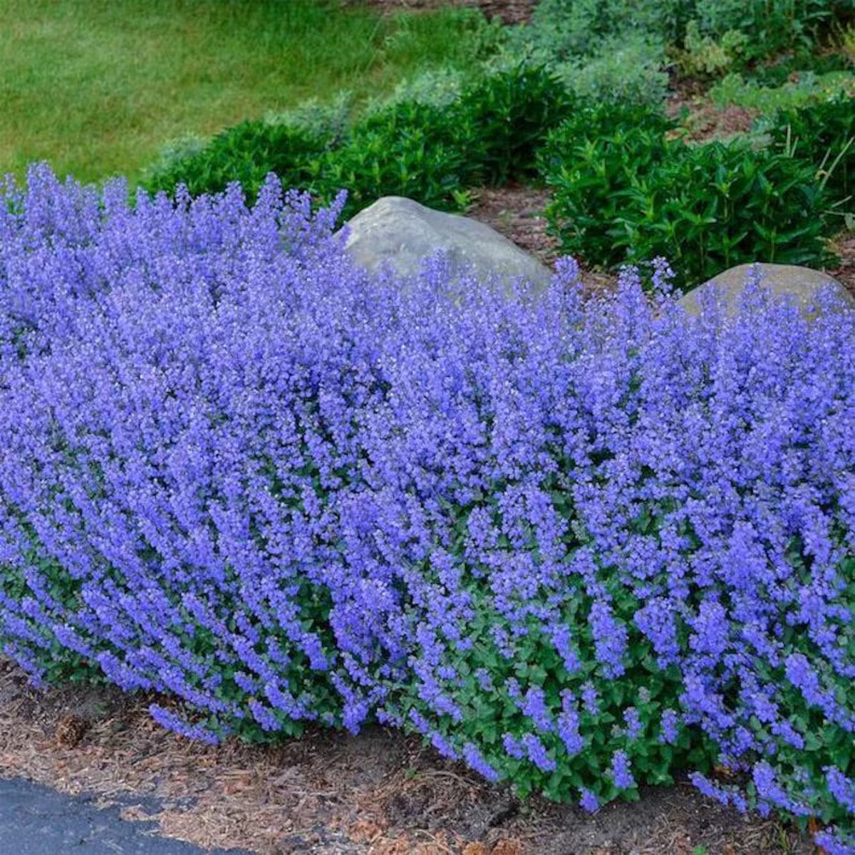 100 Blue Catmint Flower Seeds