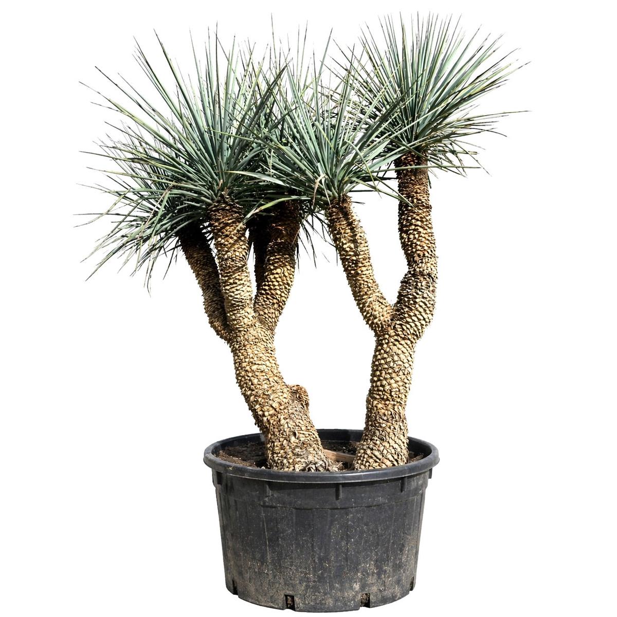Yucca rigida SEEDS - 1000 Seeds