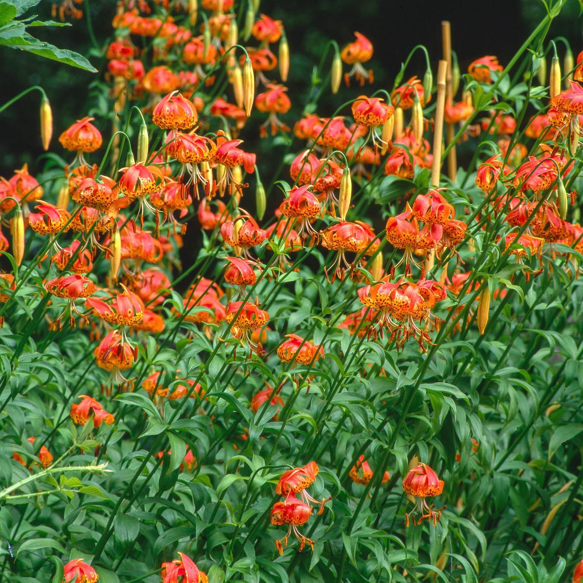 10 LEOPARD LILY California Tiger Lily Panther Lilium Pardalinum Yellow Orange Red Spotted Native Flower Seeds