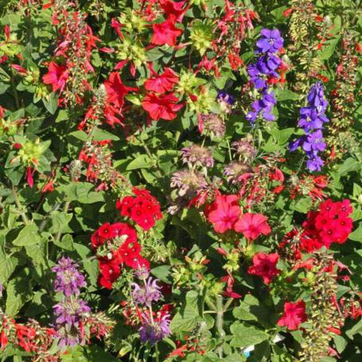 Wildflower Hummingbird Blend (approx 217 sq ft)