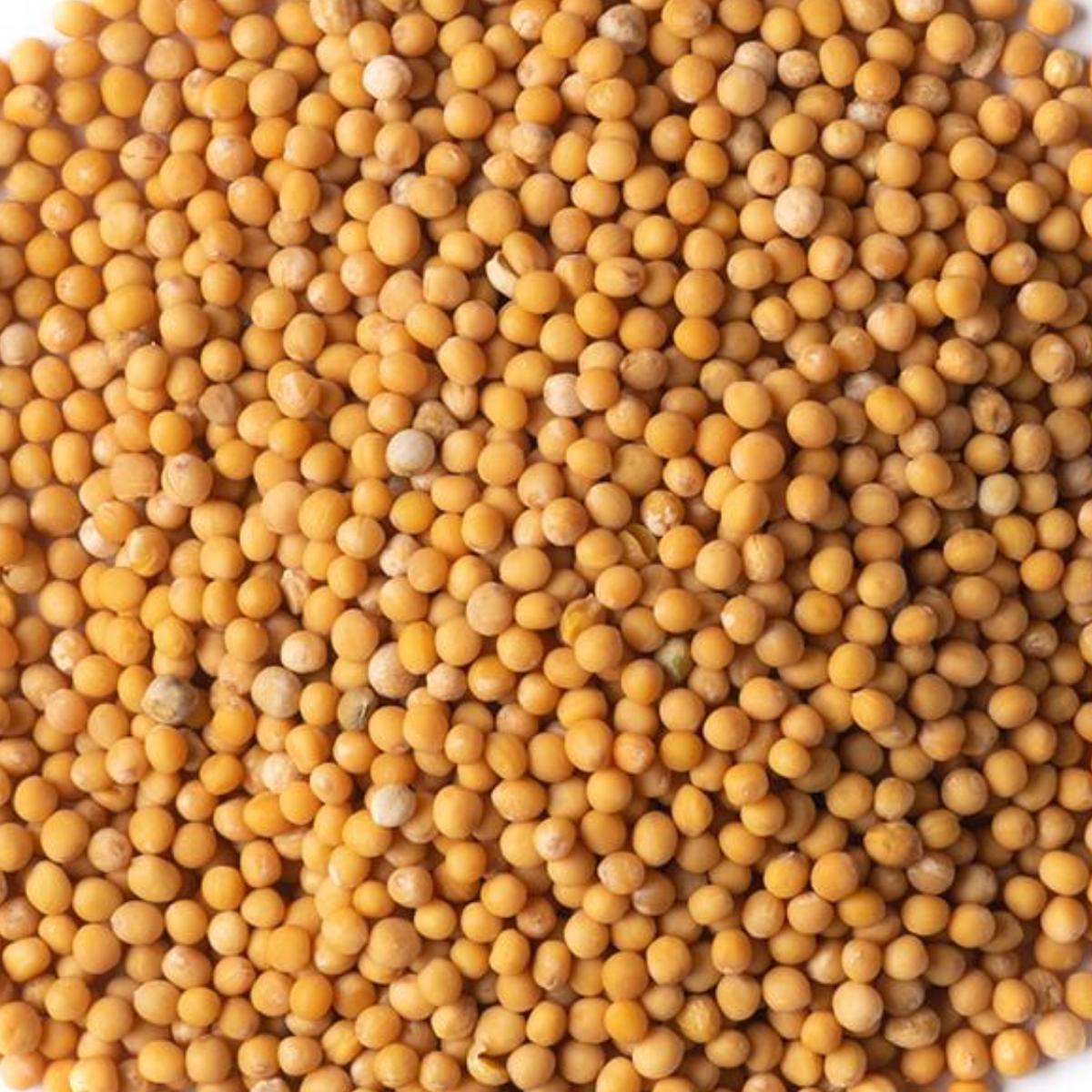 Yellow Mustard Seeds 100G