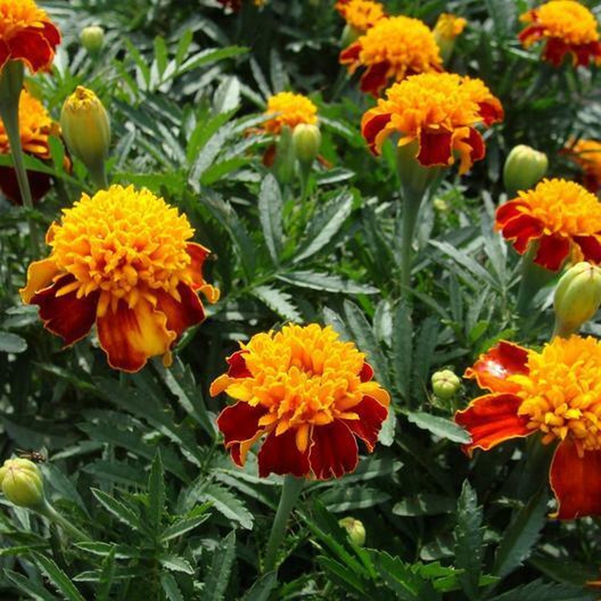 200 Seeds French Marigold Orange Flame Double Dwarf Beneficial, Non-GMO, Bright Orange Flowers, Compact, Edible Plant