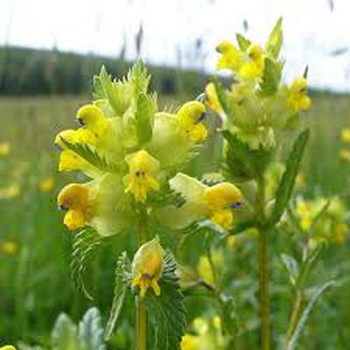 Yellow Rattle Flower Seeds for Planting