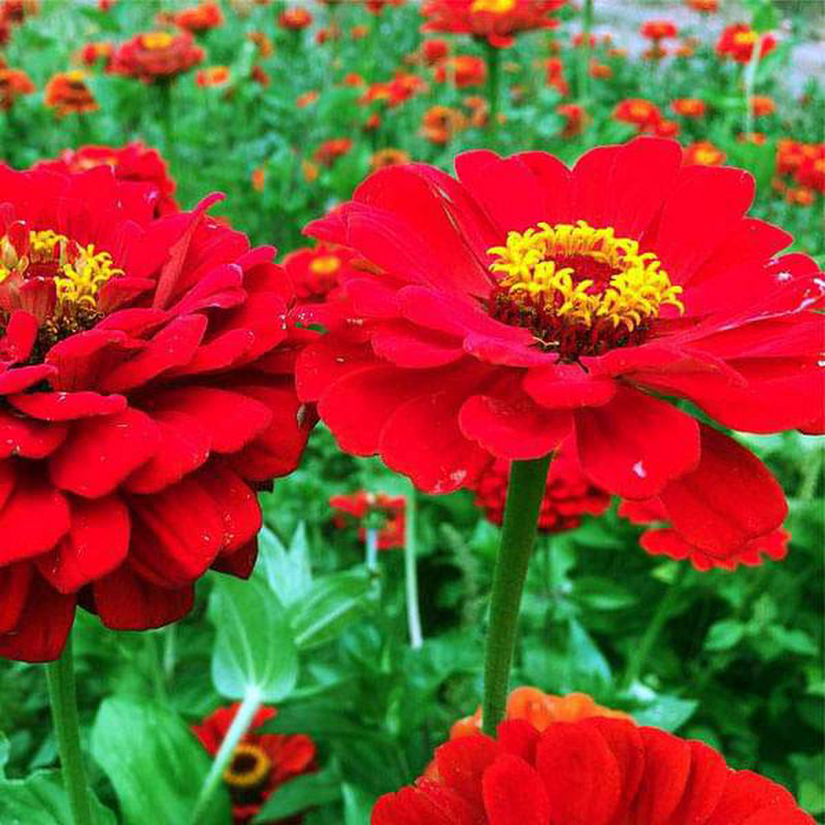 Zinnia Red Tall 8211 Desi Flower Seeds