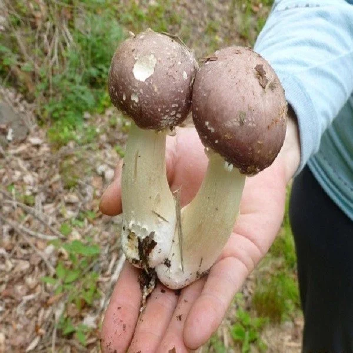 Wine Cap Mushroom Mycelium Spawn - Stropharia rugosoannulata - Edible Mushroom Seeds for Cultivation