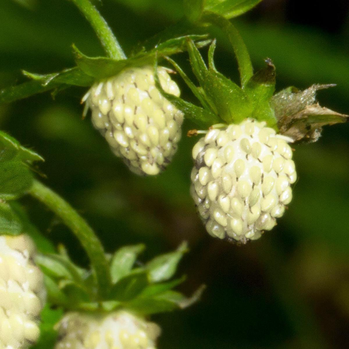 White Soul Alpine Strawberry Perennial