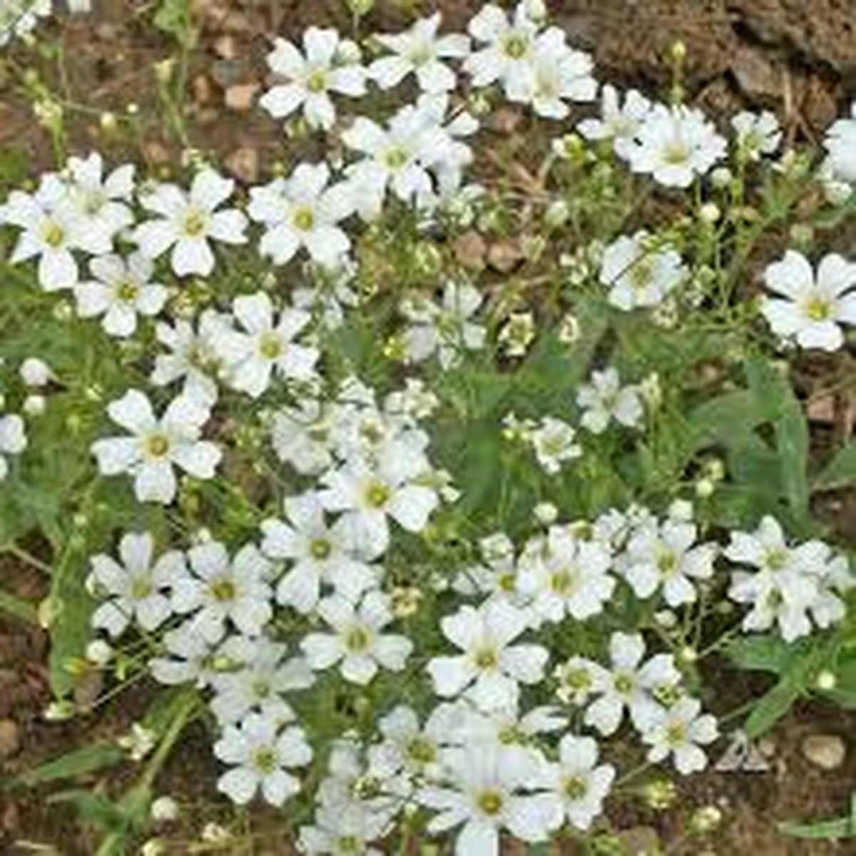 1,000 Babys Breath Seeds | Gypsophila elegans | Non-GMO Annual Flowers for Bouquets, Borders & Pollinator Gardens