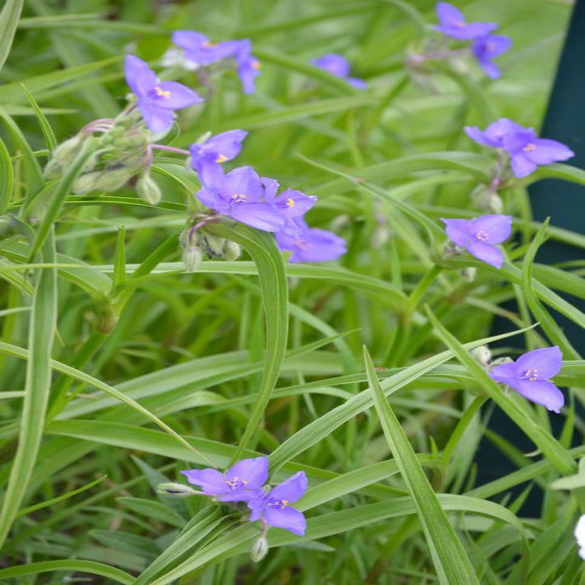 150 Tradescantia bracteata Seeds | Prairie Spiderwort | Native Perennial Wildflower for Pollinators & Prairie Gardens