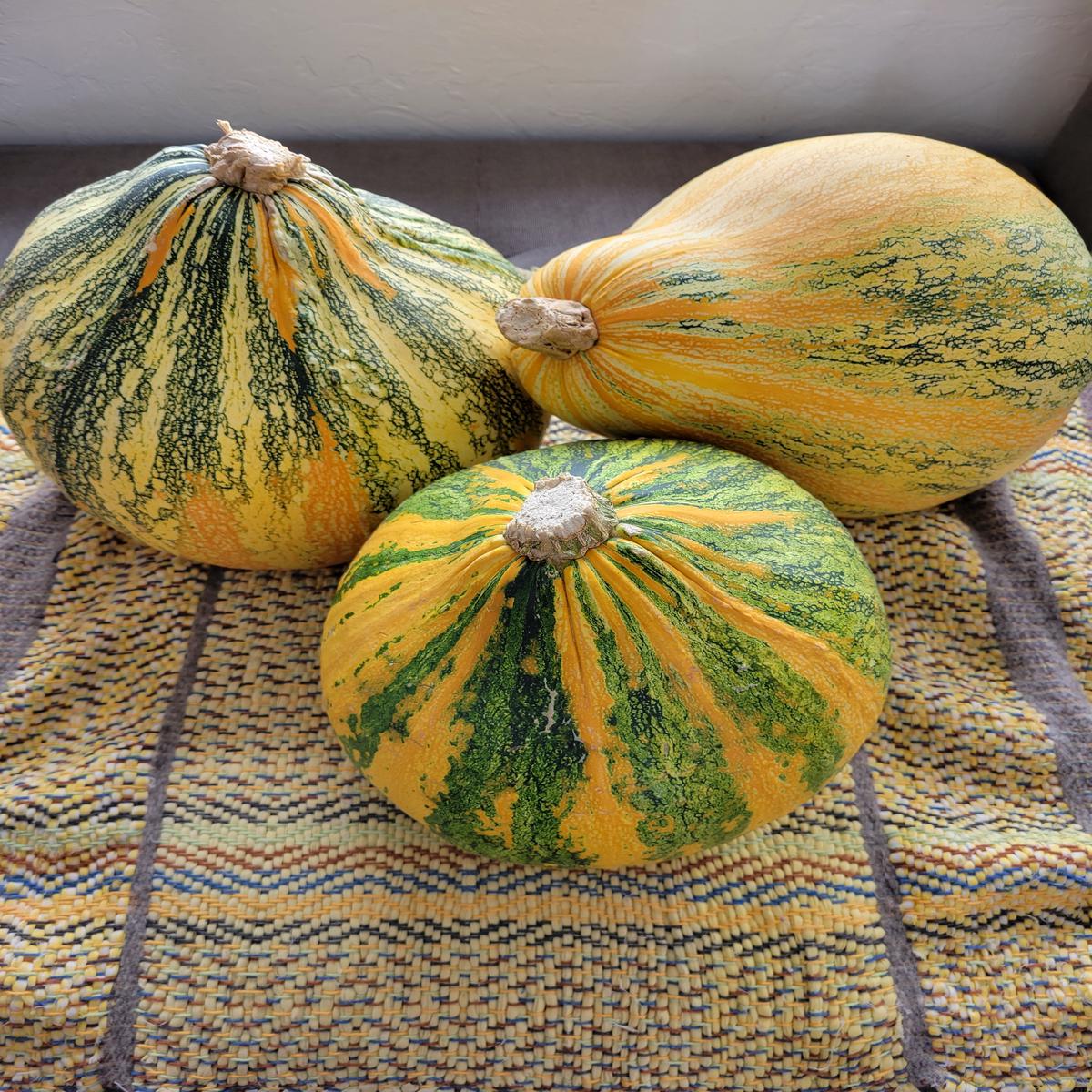 Winter Squash, Lofthouse Landrace Mixta