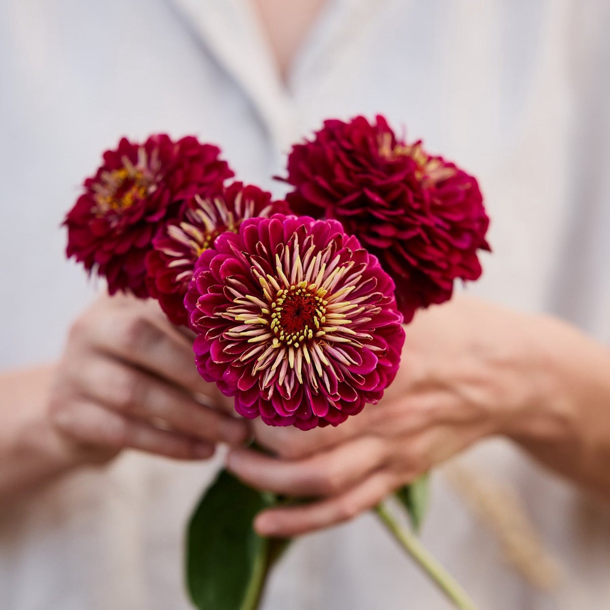 Zinnia Benary's Giant Wine Flower | X 30 Seeds