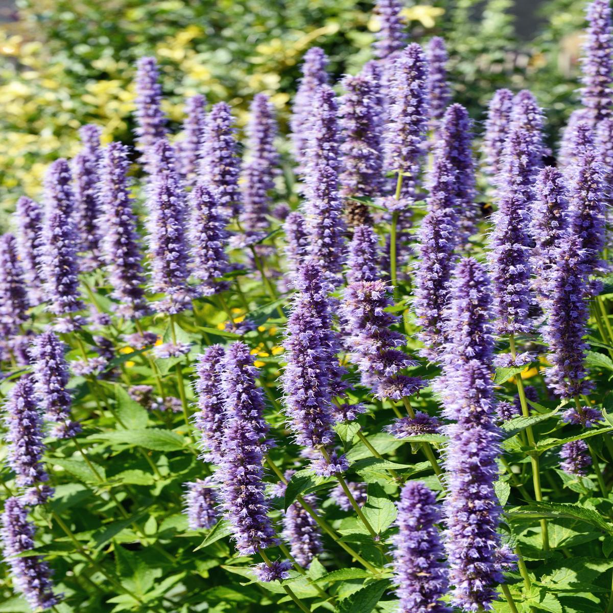 100 ORGANIC Superior LICORICE MINT Agastache Rugosa Korean Tea Herb Purple Flower Seeds