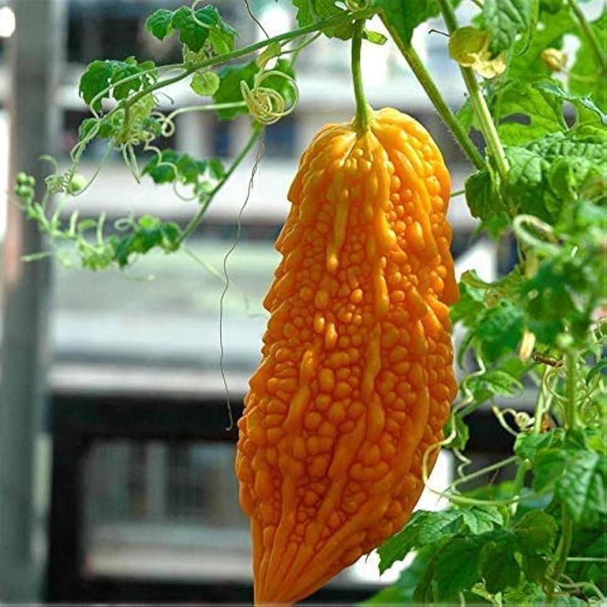 Yellow Bittergourd Vegetable Seeds Planting