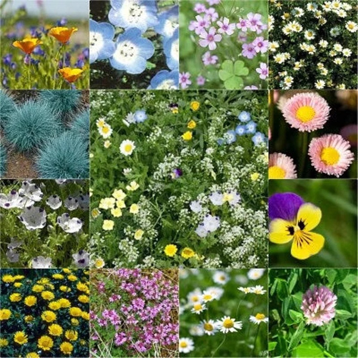 1000+ Lawn Alternative Flower Seed Mix