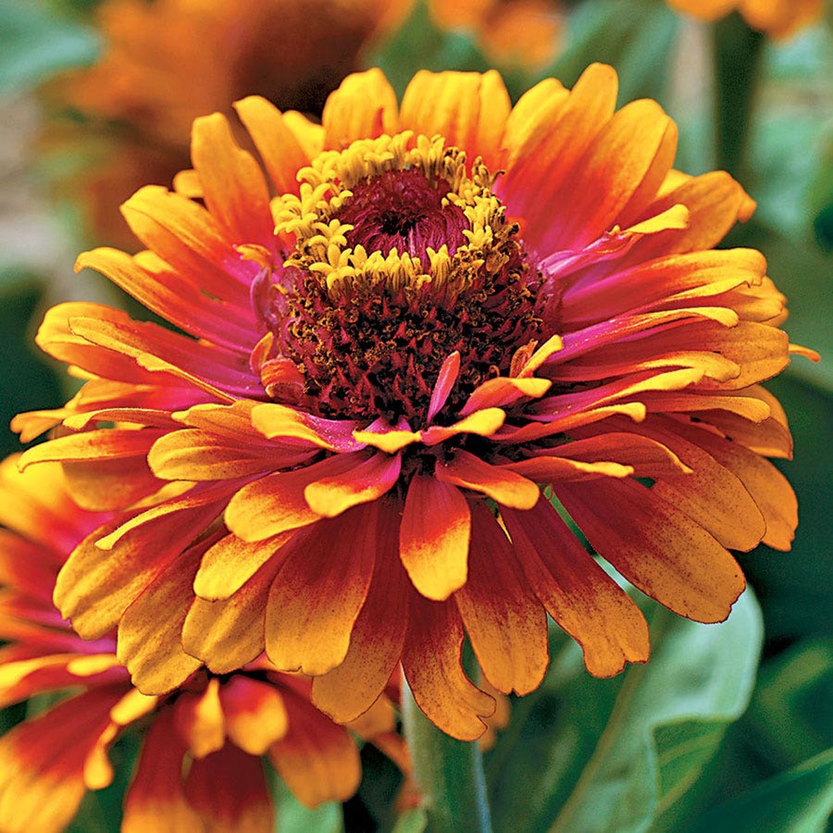 Zowie Yellow Flame Zinnia Seeds