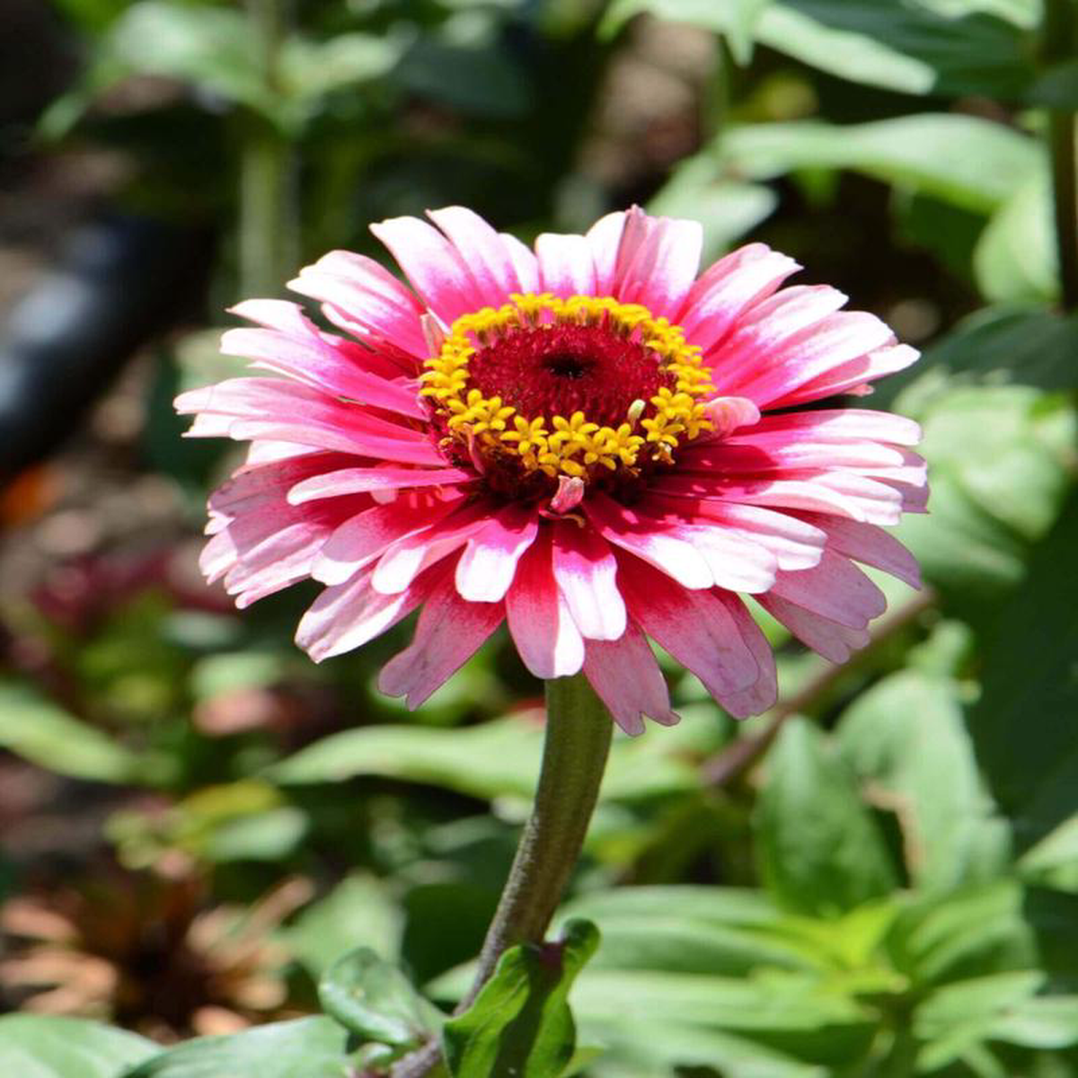 Zinnia Ice Queen 8211 Ontario Seed Company