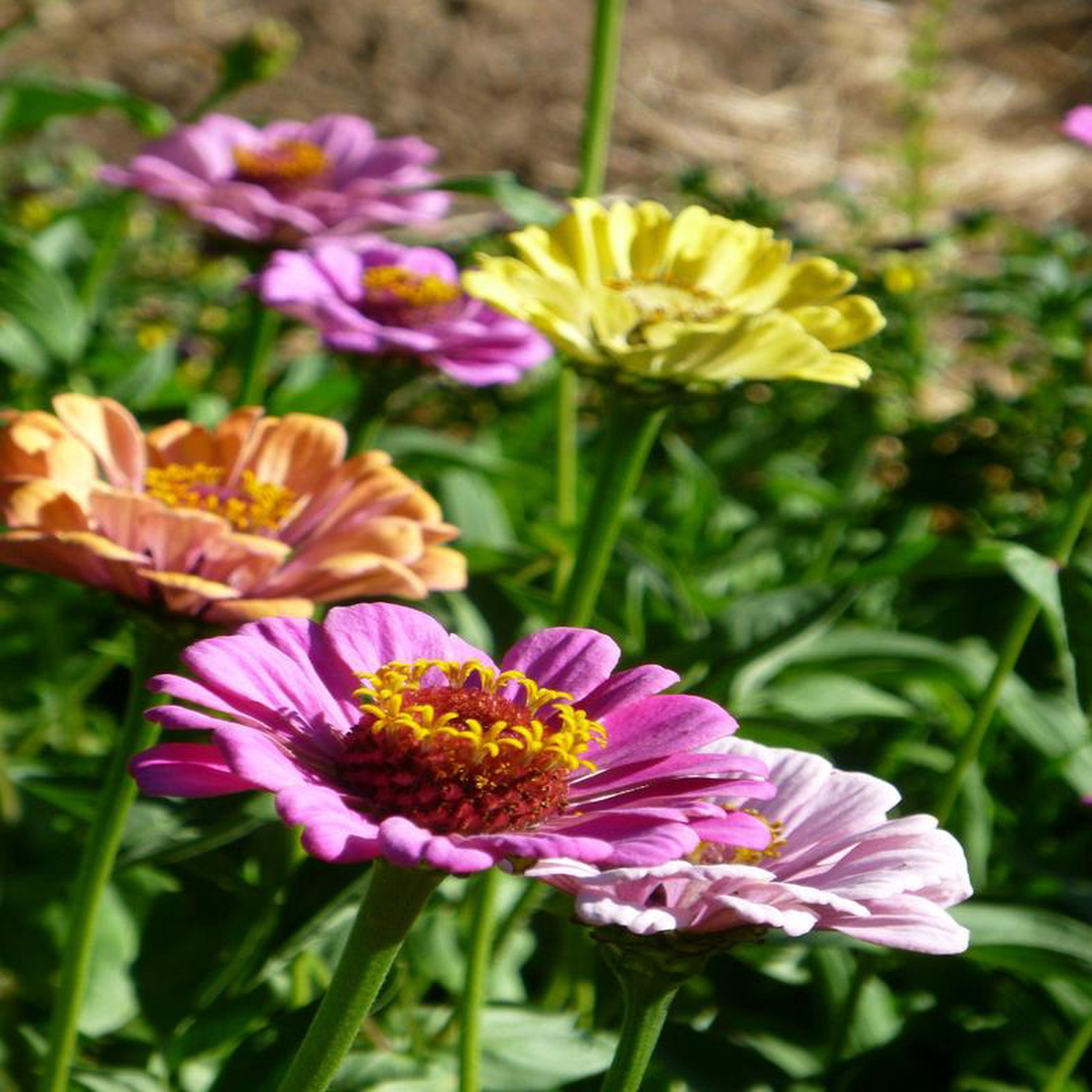 Zinnia Mix 8211 Salt Spring Seeds