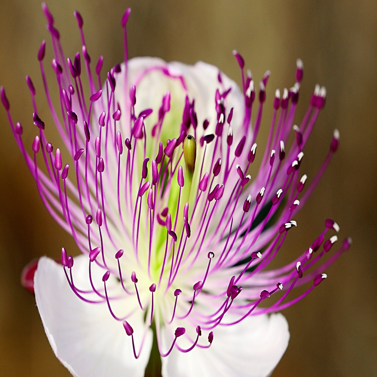 20 CAPER BUSH Edible Capers Flinders Rose Flower Capparis Spinosa Shrub Seeds