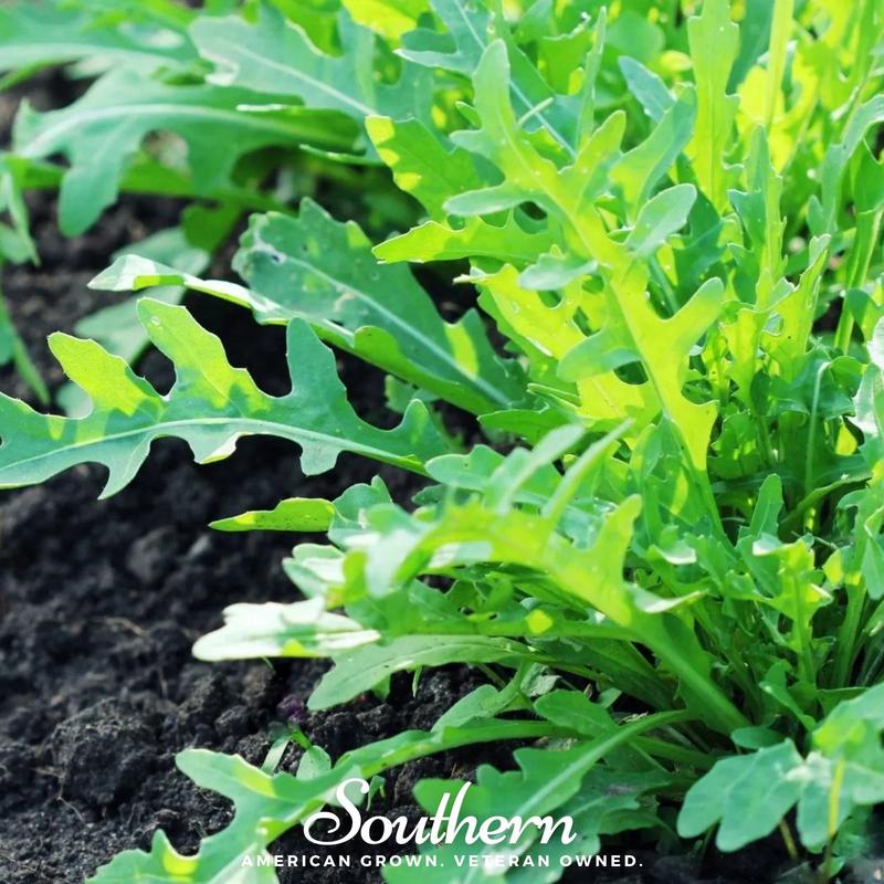 Wild Arugula  500 Seeds
