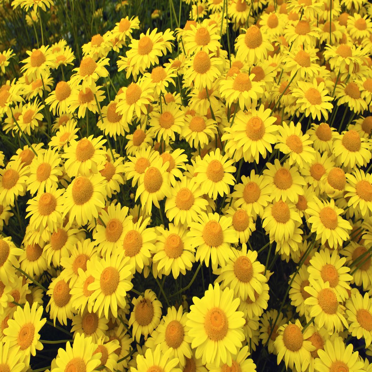 250 GOLDEN MARGUERITE DAISY Dyer's Yellow Chamomile Anthemis Tinctoria Kelwayi Cota Tinctoria Paris Daisy Herb Flower Seeds
