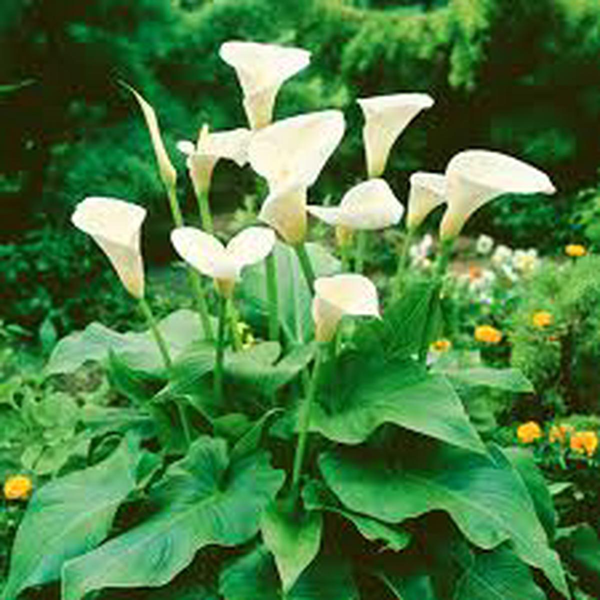 Zantedeschia Aethiopica Planting Seeds Generic for Grace