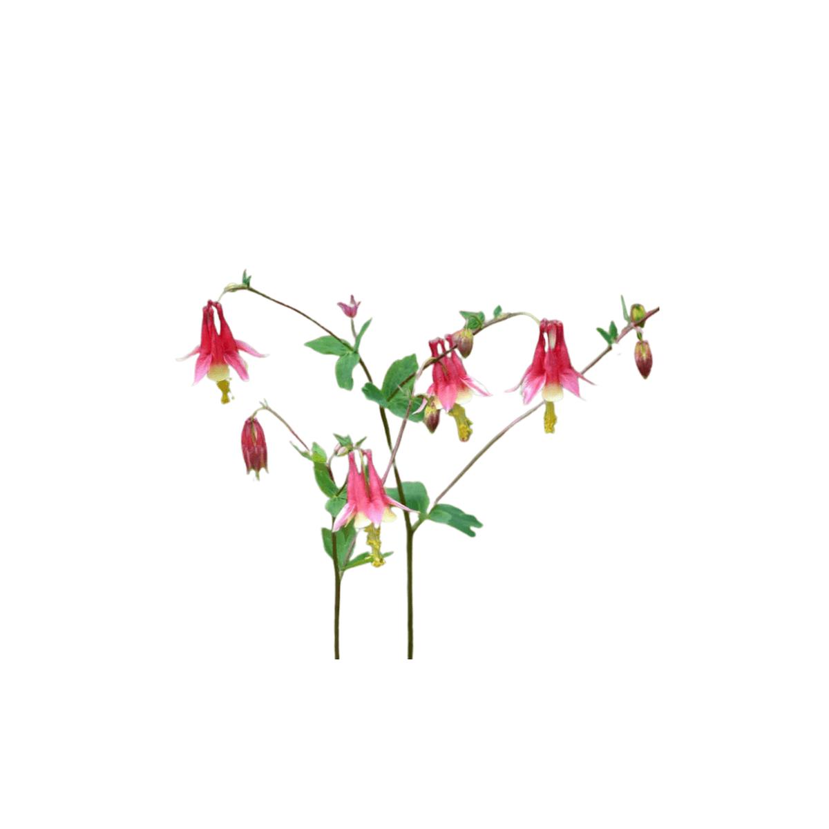 Wild Columbine Seeds | Northern Wildflowers