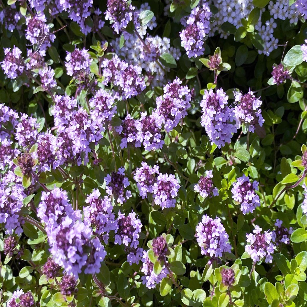 10,000 BULK LEMON THYME Thymus Pulegioides Herb Purple Flower Fragrant Evergreen Seeds
