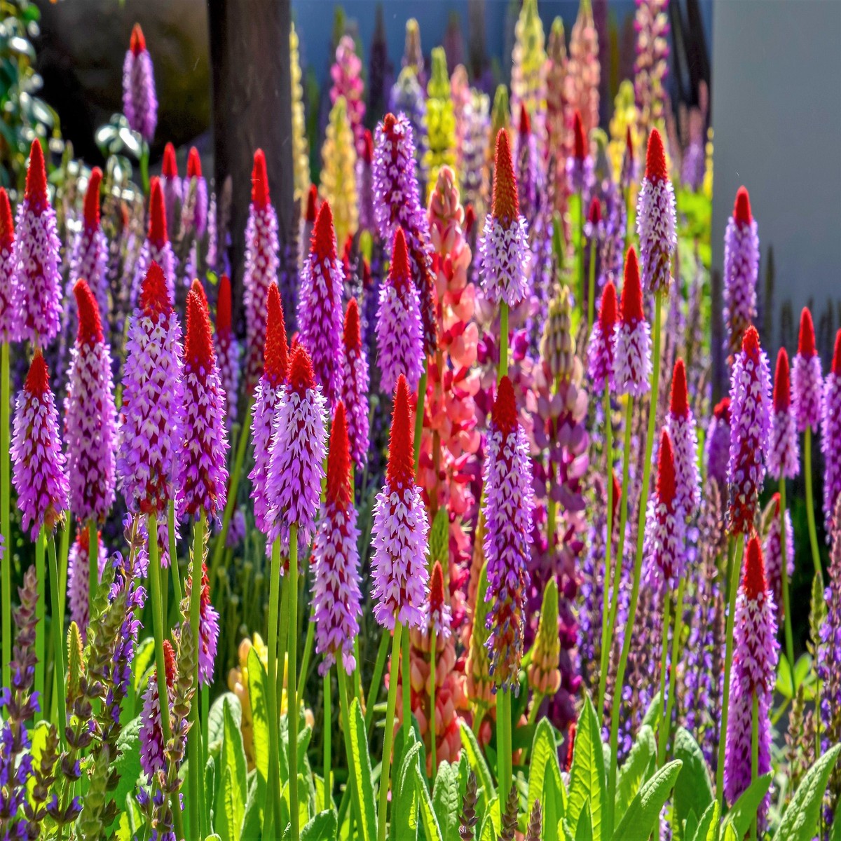 20 ORCHID PRIMROSE Primula Vialii Red Hot Poker Red Pink Purple Shade Wet Flower Seeds