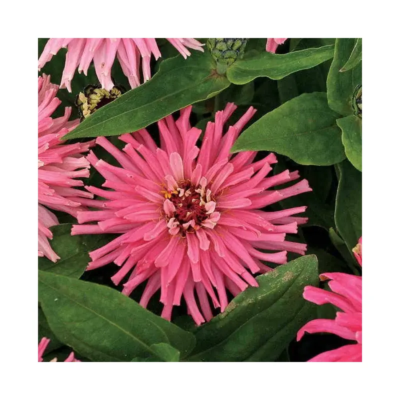 'Pinca' Zinnia Seeds