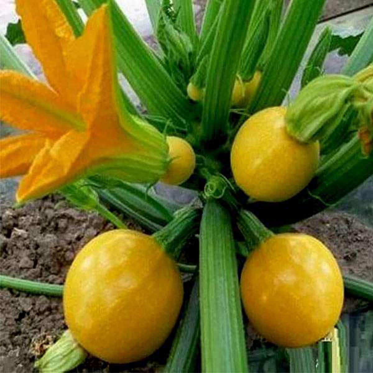 Zucchini Imported Round Yellow - Vegetable Seeds - Default Title