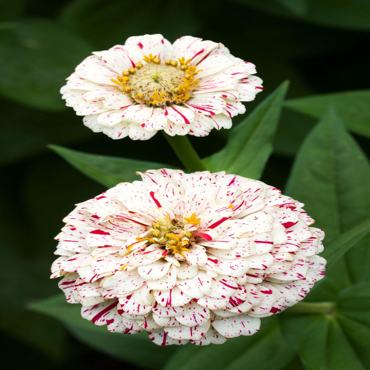 150 PEPPERMINT STICK ZINNIA Mix Mixed Colors Red Stripe Elegans Flower Seeds