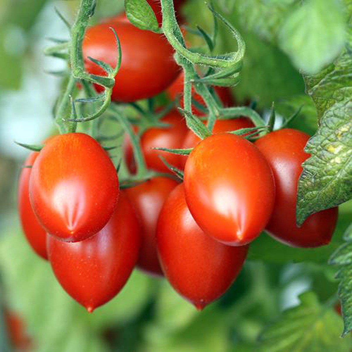 'Fiaschetto' Tomato