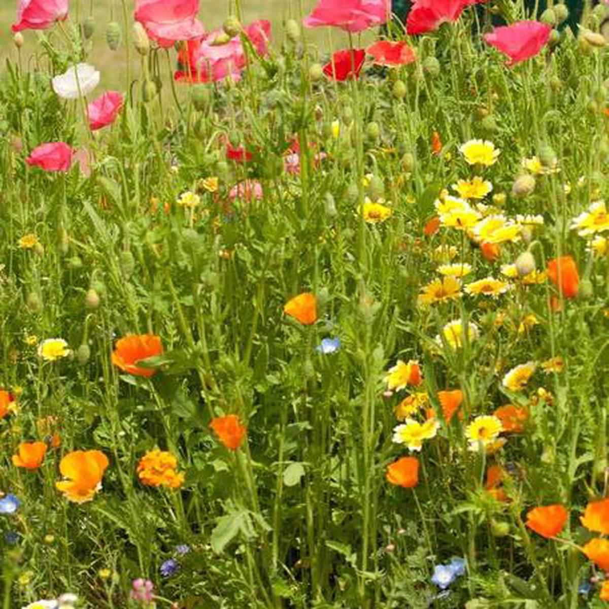 WILDFLOWERS BEE GARDEN BLEND