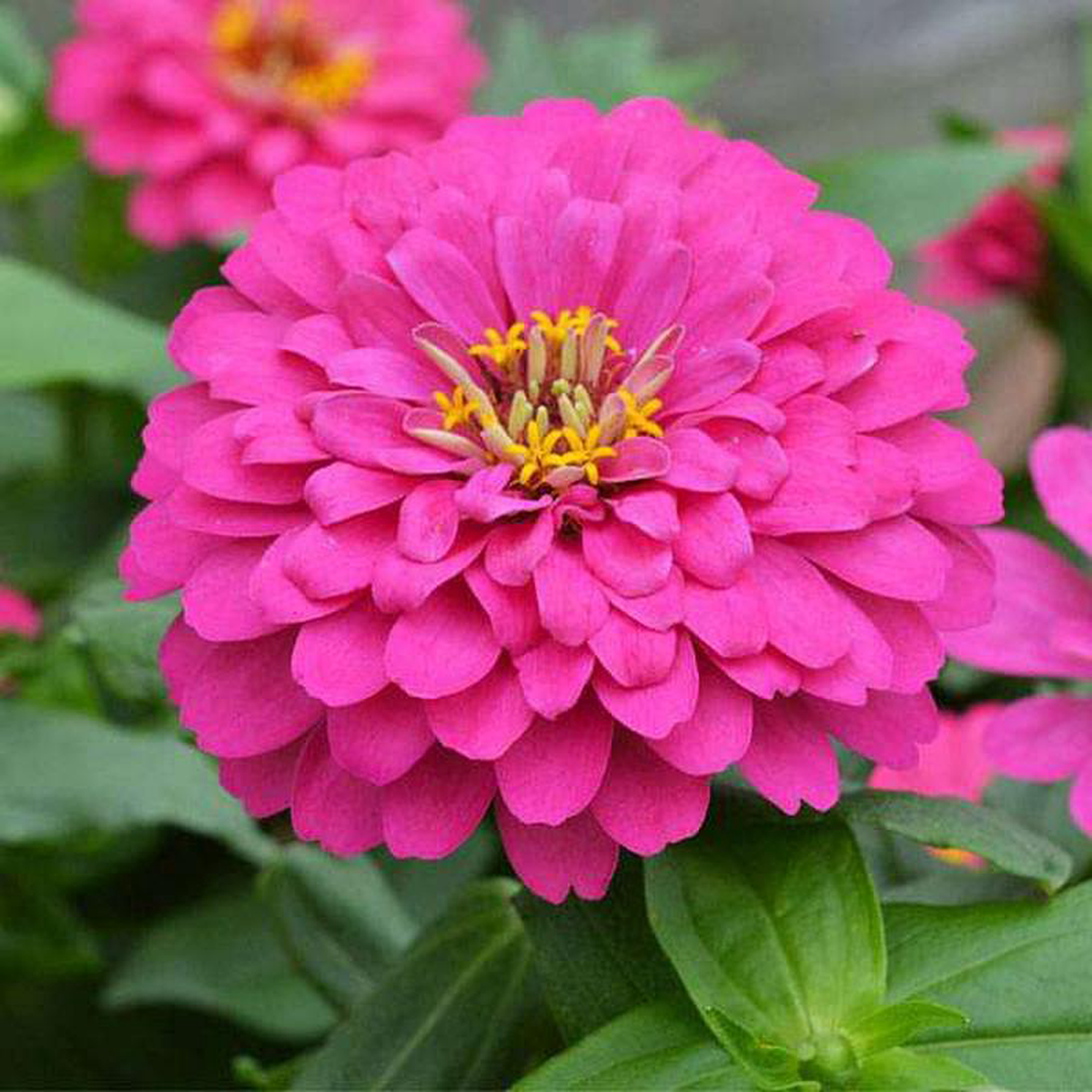 Zinnia F1 Elegans Pink 8211 Flower Seeds