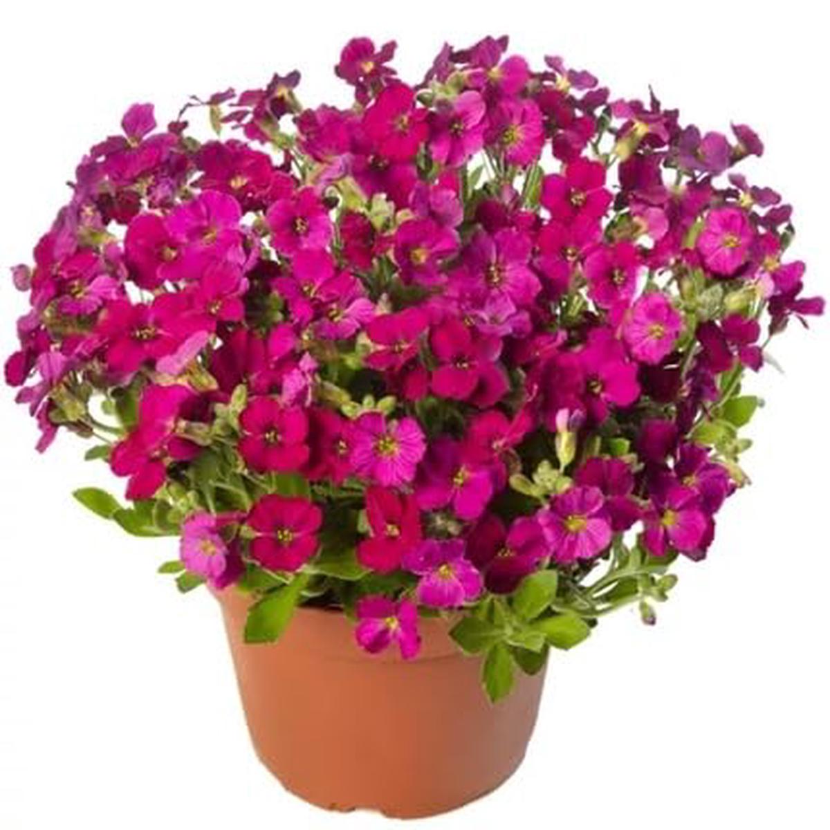 Aubrieta Flower - Heirloom, Non - Gmo Seeds