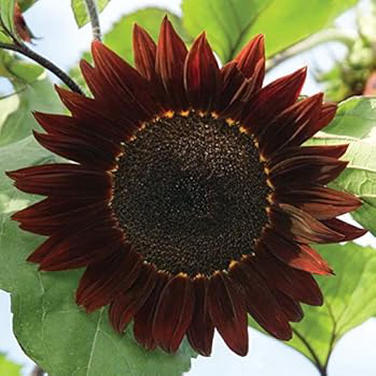 Burgundy SunFlower seeds for Planting - Low Maintenance, Heirloom & GMO Free Seeds for Home Garden
