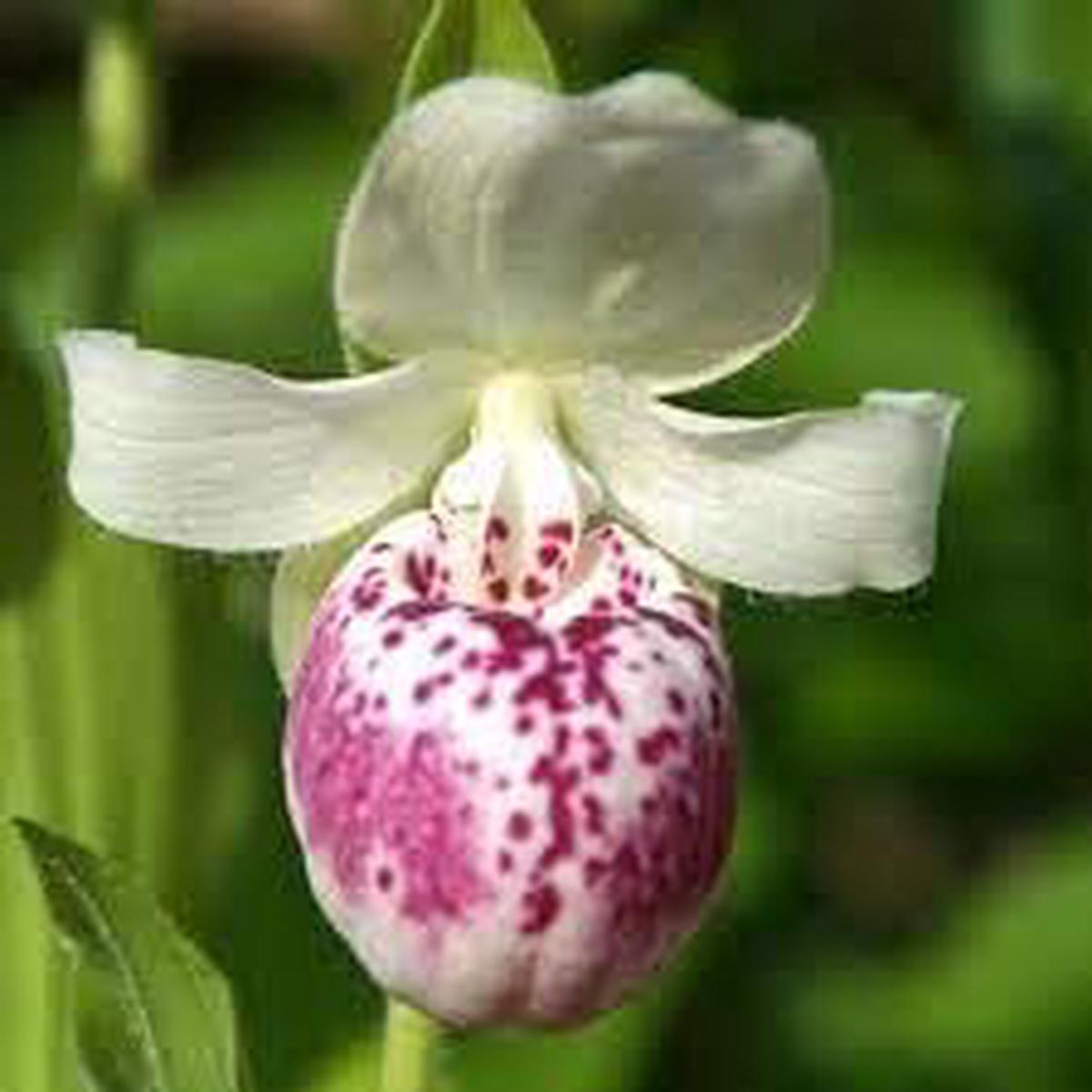 Cypripedium Flower seeds for Planting - Hardy Variety, Heirloom & GMO Free Seeds for Home Garden