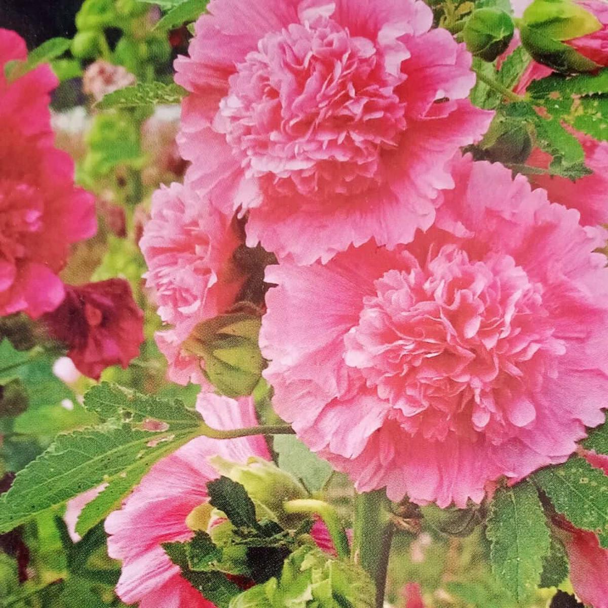 Double Hollyhock Flower Seeds for Planting Heirloom, Non-GMO, Easy to Grow, Perennial Blooms