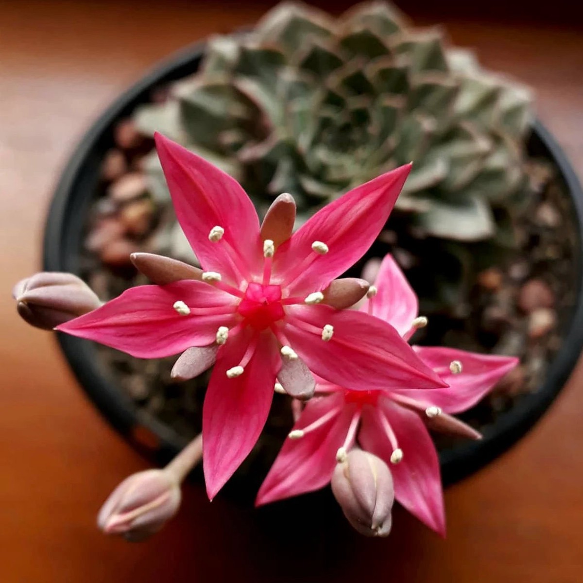 Graptopetalum Bellum Flower Seeds for Planting Heirloom, Non-GMO Seeds for Vibrant Home Garden Blooms