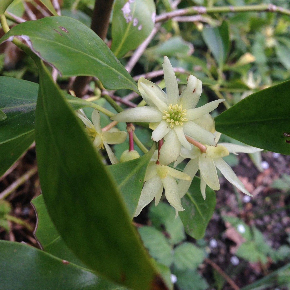 Heirloom Non-GMO Illicium Verum Plant Seeds Star Anise Spice Seeds for Garden Planting
