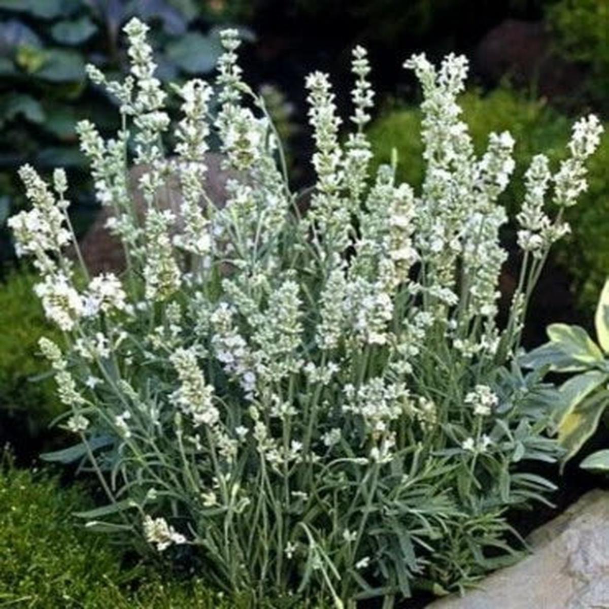 Lavender White Lavandulas Ellagance Fragrant Iced Flowers Herbs Family Heirloom Non Gmo Drought