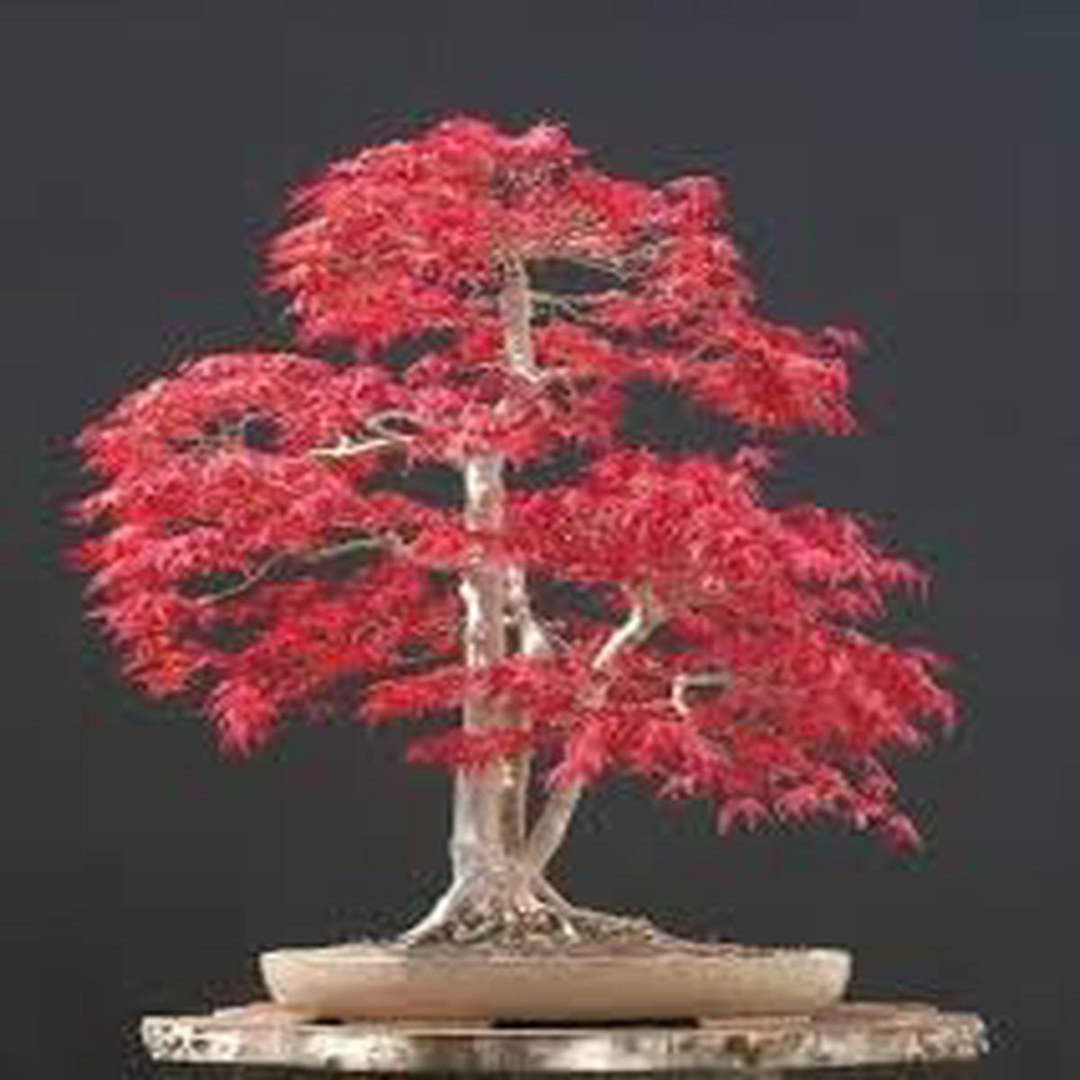 Maple Flower seeds for Planting - Hardy Variety, Heirloom & GMO Free Seeds for Home Garden