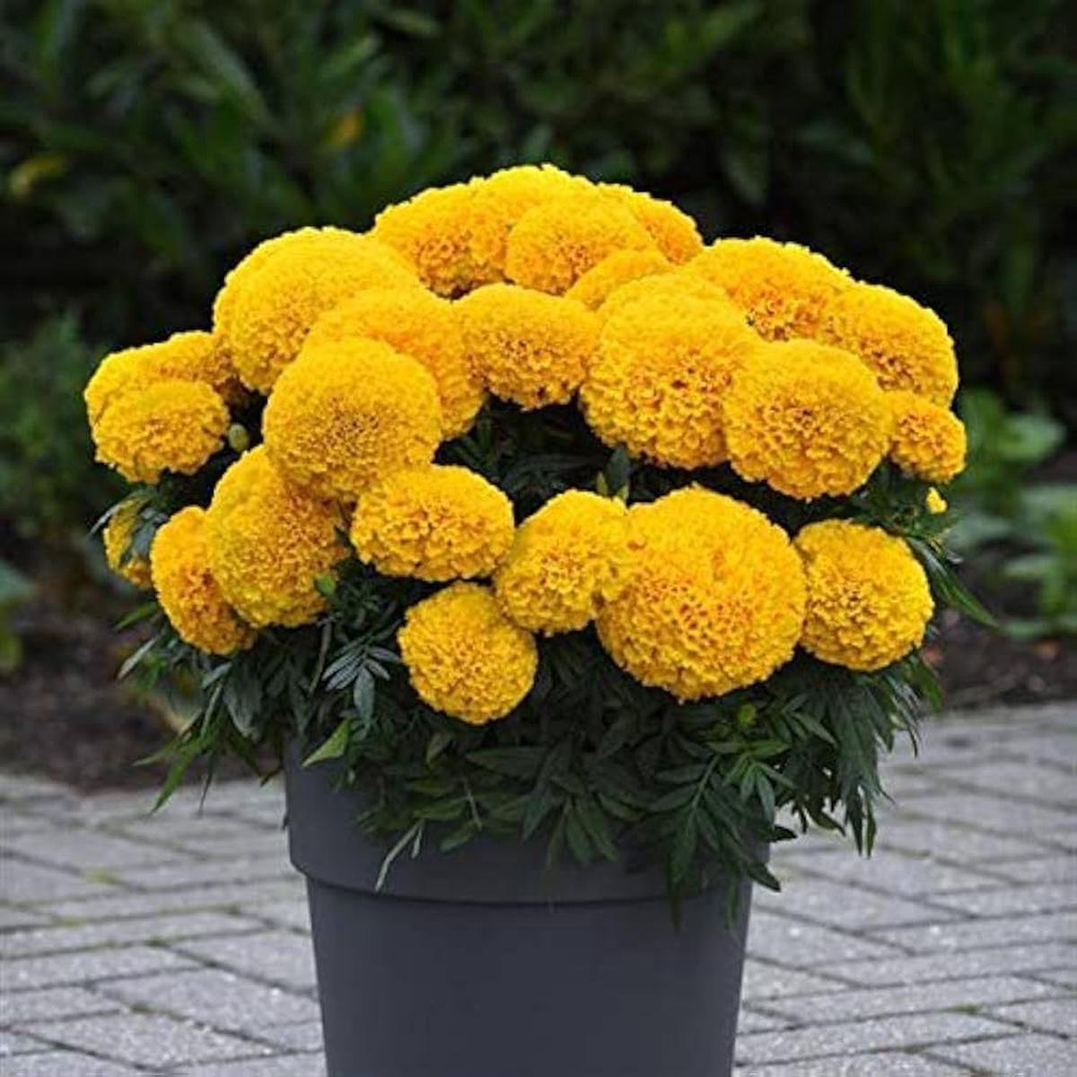 Marigold Flower Seeds for Planting  Heirloom, Non-GMO, Easy to Grow, Yellow Variety