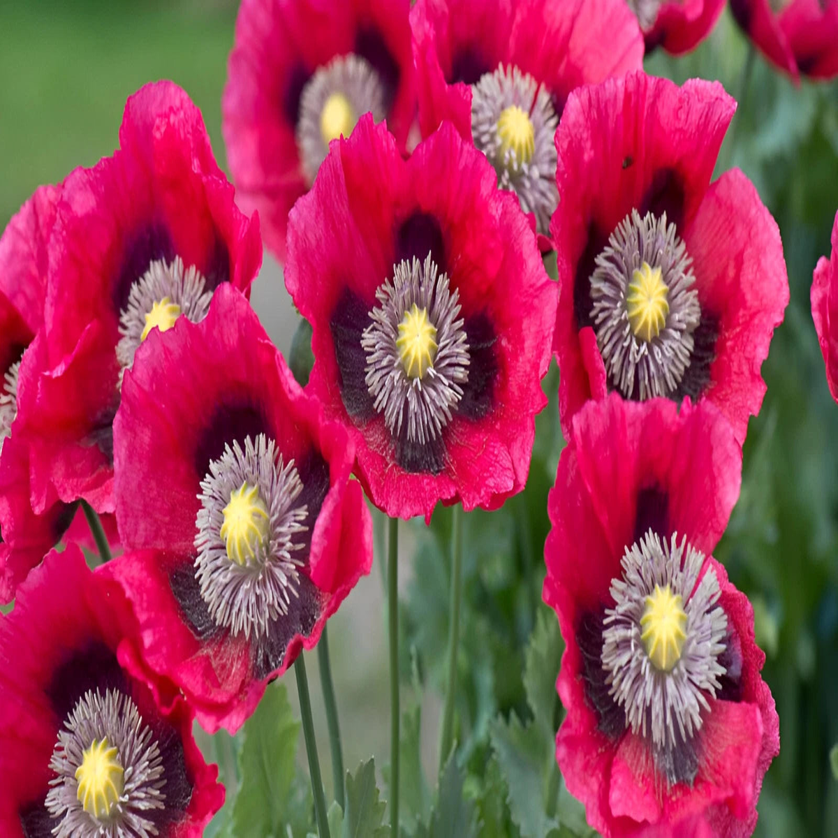 Pepperbox Poppy Seeds - P Somniferum Gigantic Pink&Purple Blooms  Heirloom, Non-GMO, High Germination Organic Garden Seeds