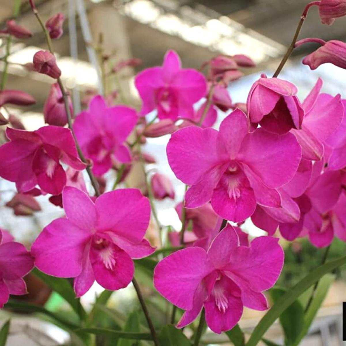 Pink Dendrobium Flower Seeds  Heirloom Non-GMO Orchid Seeds for Elegant Garden Planting