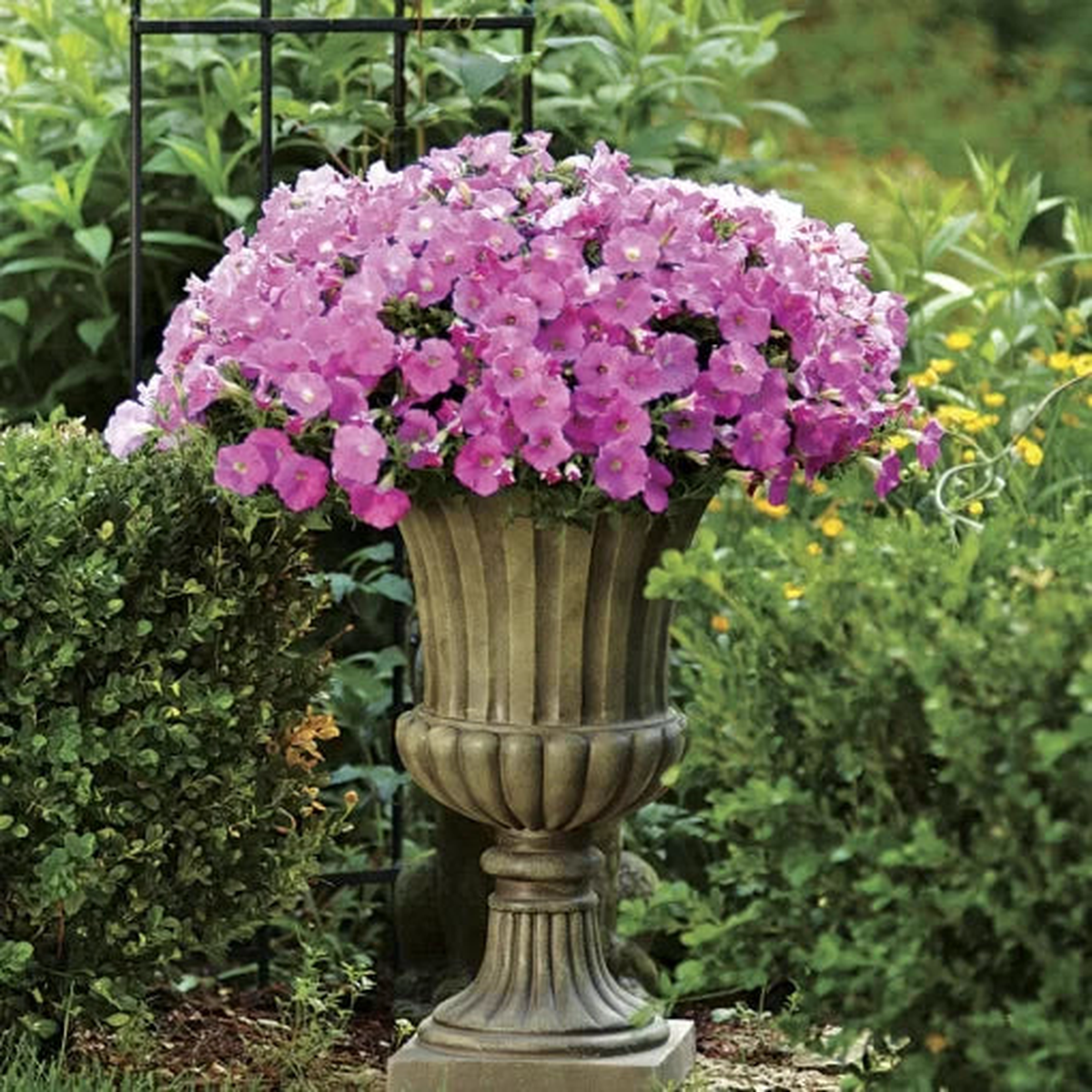 Pink Shades Petunia Seeds | Shock Wave Soft Pink Garden Petunias  Heirloom, Non-GMO, High Germination Organic Garden Seeds